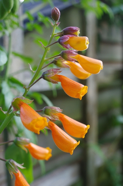 Close up of flower