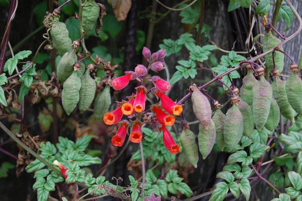 Leaves and flowers