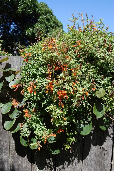 Cascading over rocks