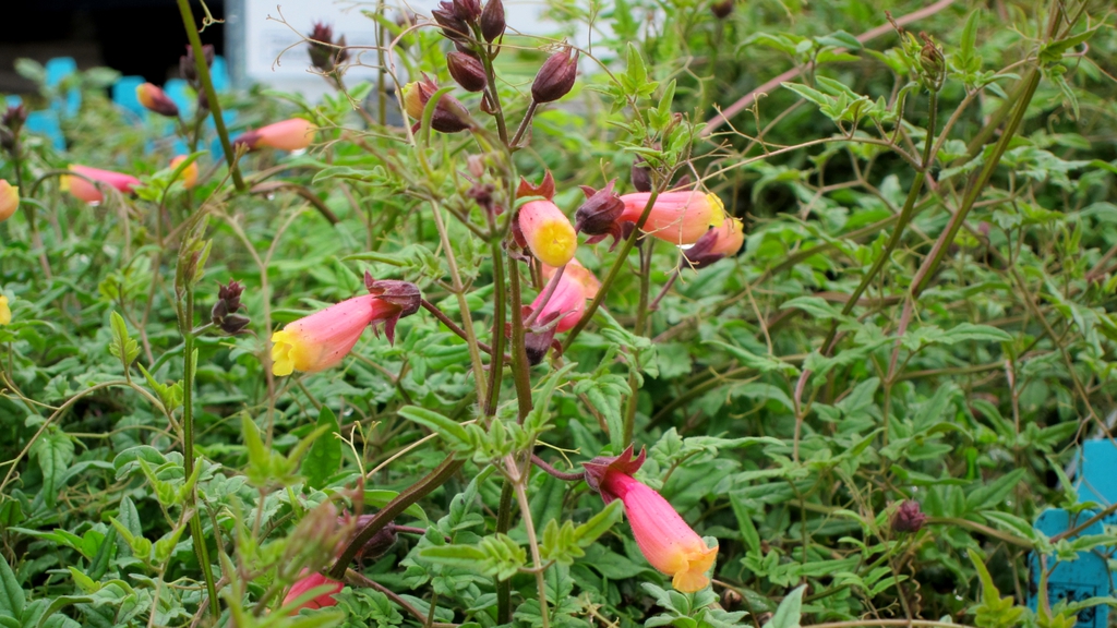 leaves and flowers