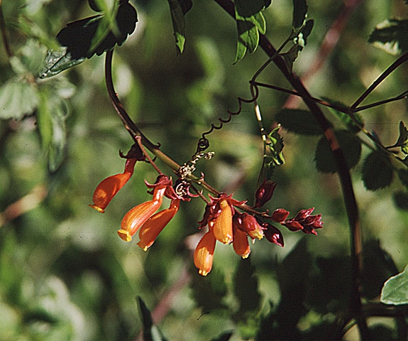leaves and flowers