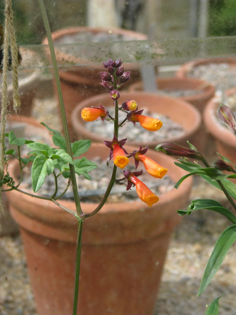 leaves and flowers