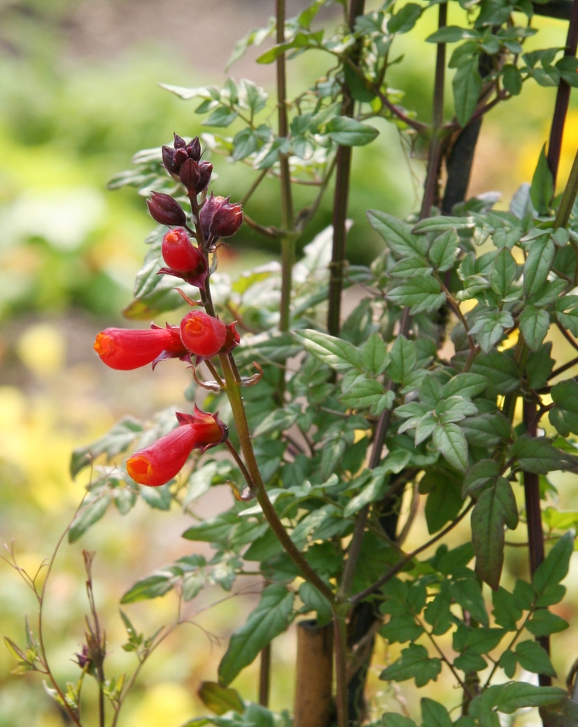 leaves and flowers