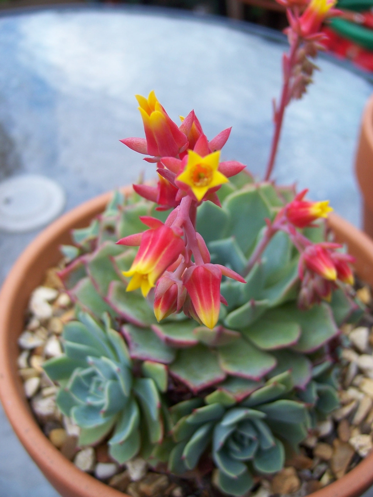 Echeveria Elegans