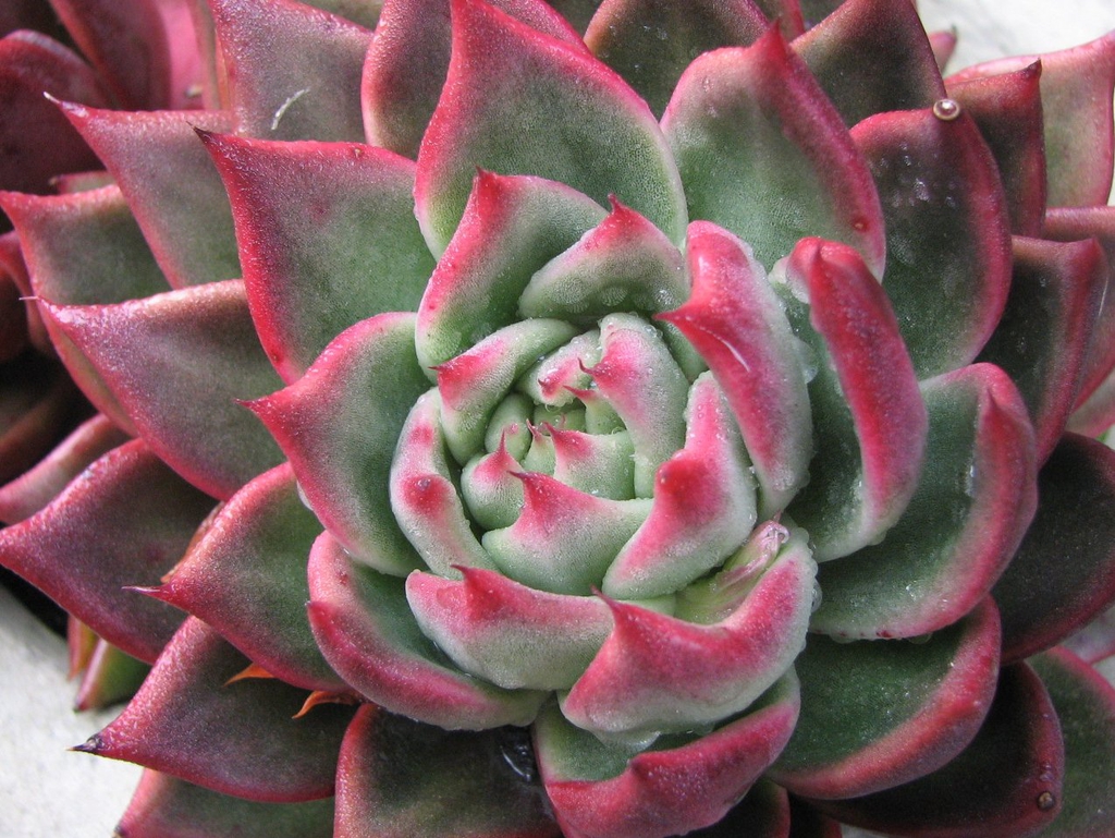 Echeveria 'Victor Reiter'