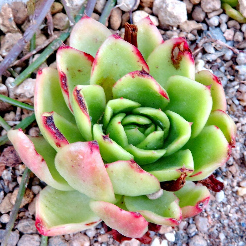 Form of a plant with succulant leaves in a rosette