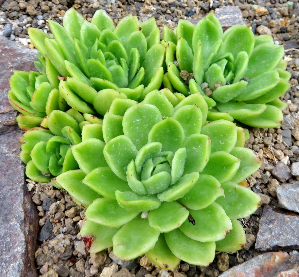 Multiple succulent plants with leaves in a rosette