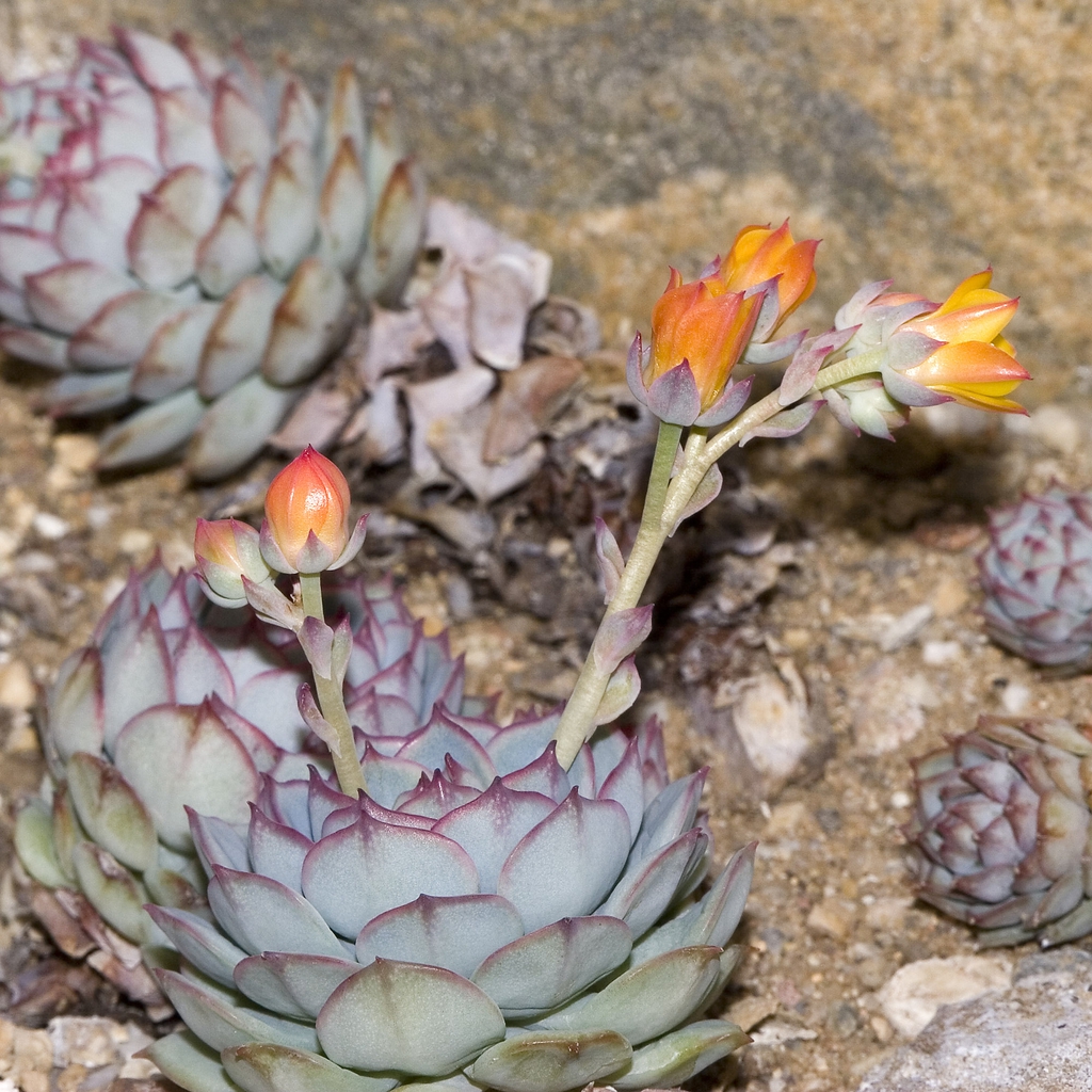 Echeveria Derenbergii