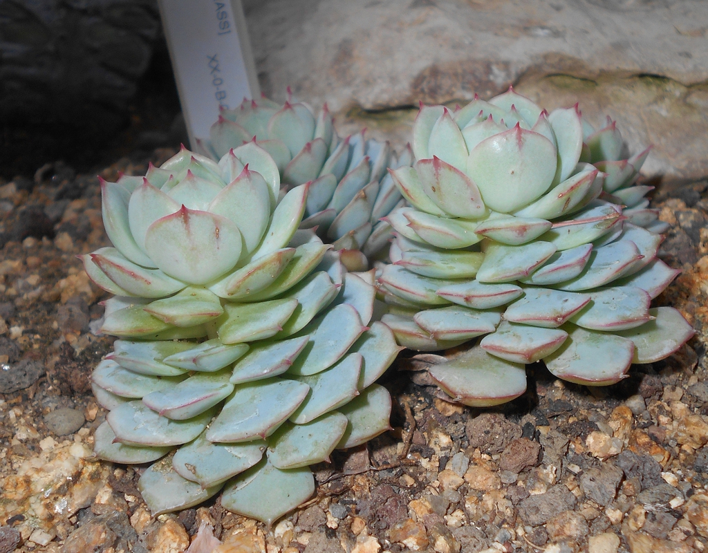 Echeveria Derenbergii