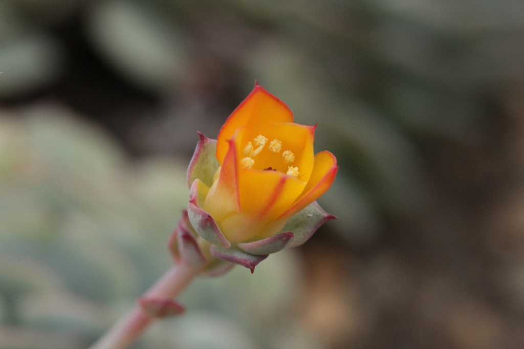 Echeveria Derenbergii
