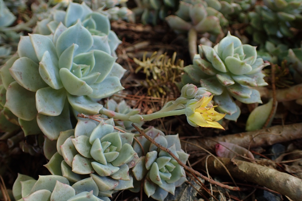 Echeveria Derenbergii
