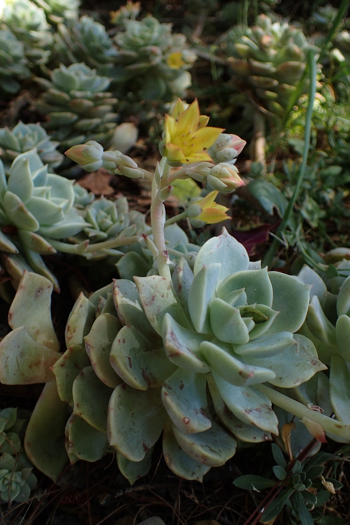 Echeveria Derenbergii