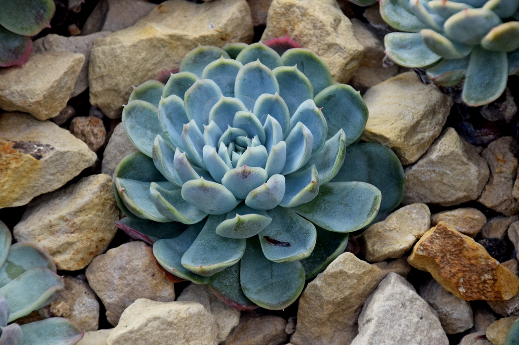 Echeveria Elegans