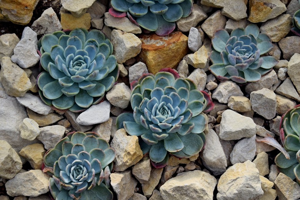 Echeveria Elegans