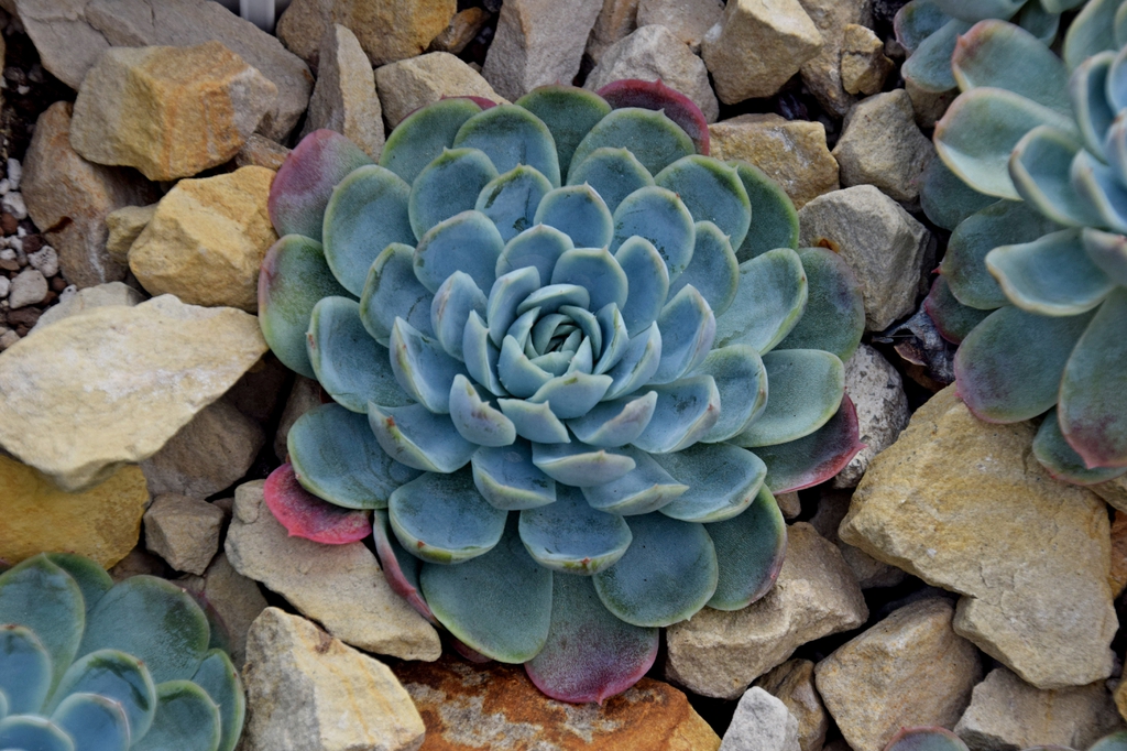 Echeveria Elegans