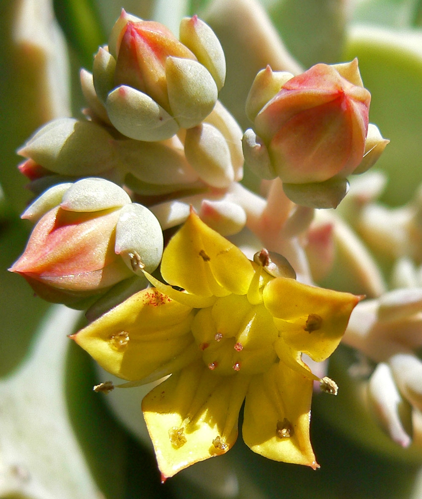 Echeveria Multicaulis