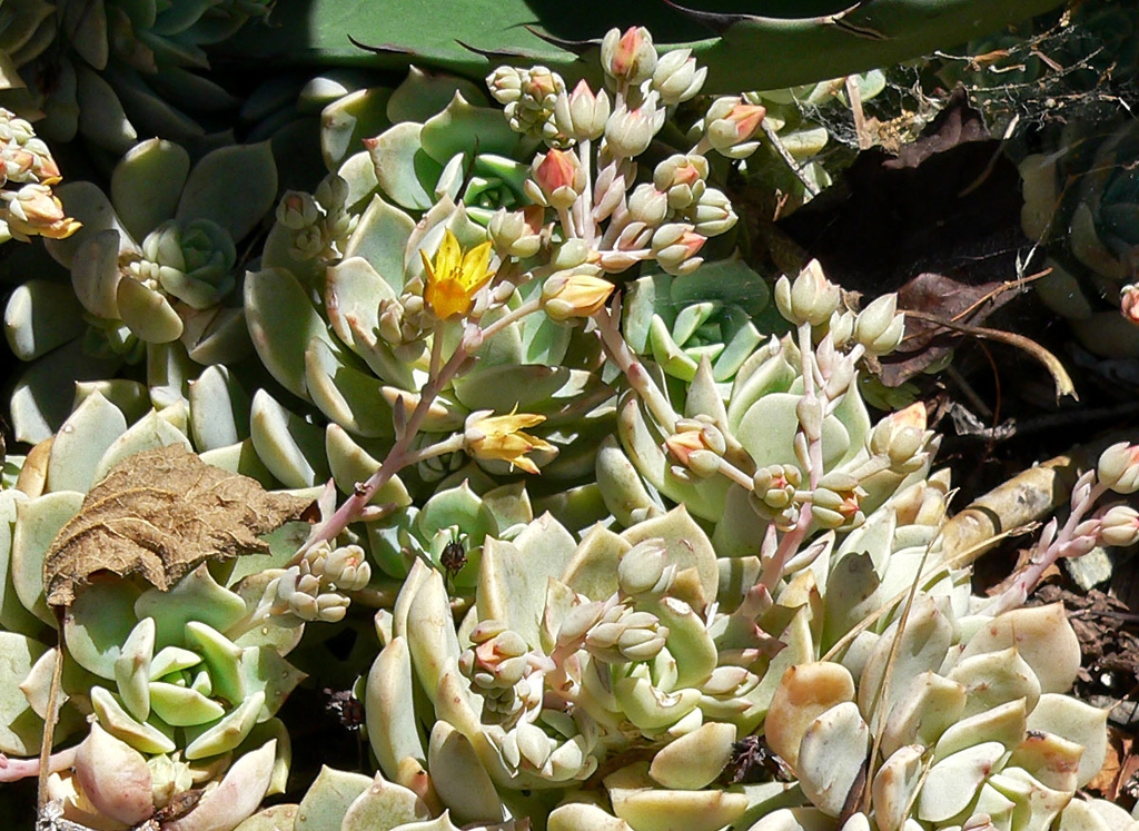 Echeveria Multicaulis