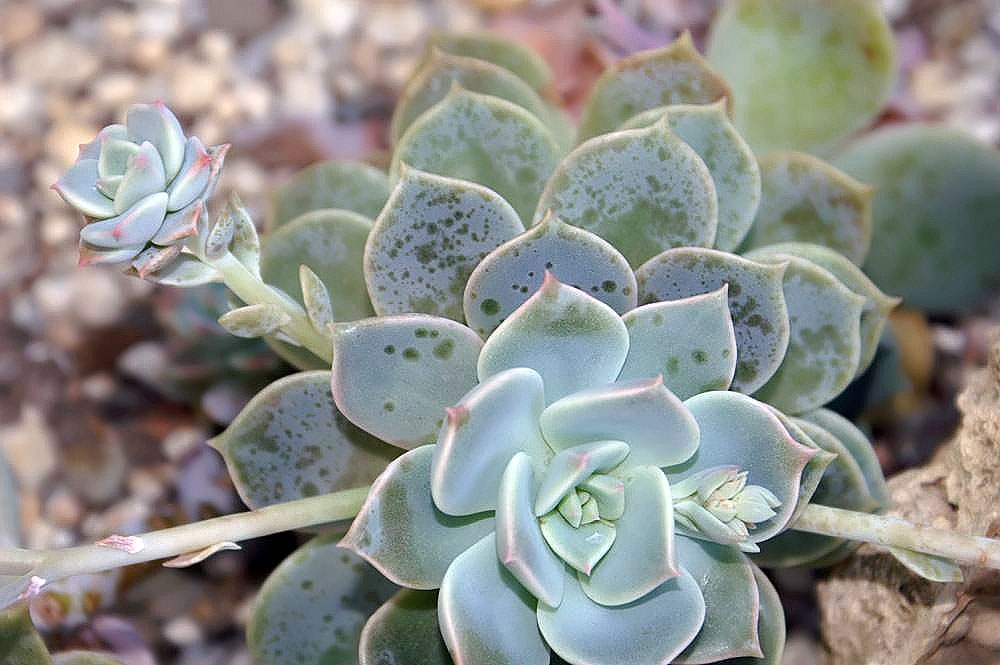 Echeveria Multicaulis