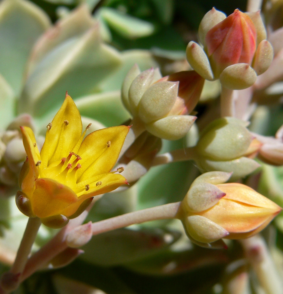 Echeveria Multicaulis