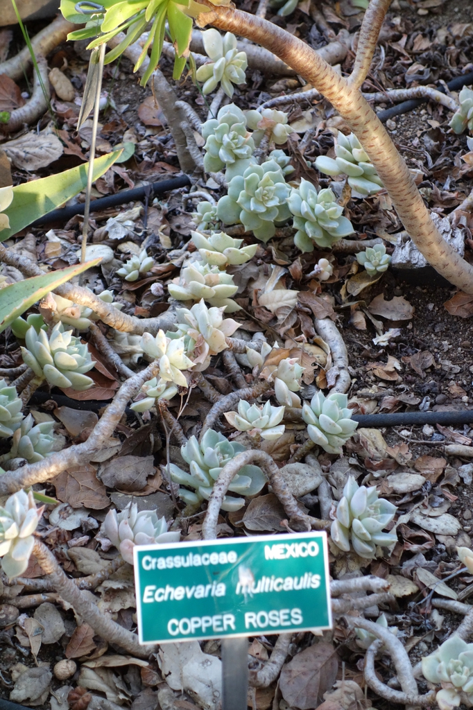 Echeveria Multicaulis