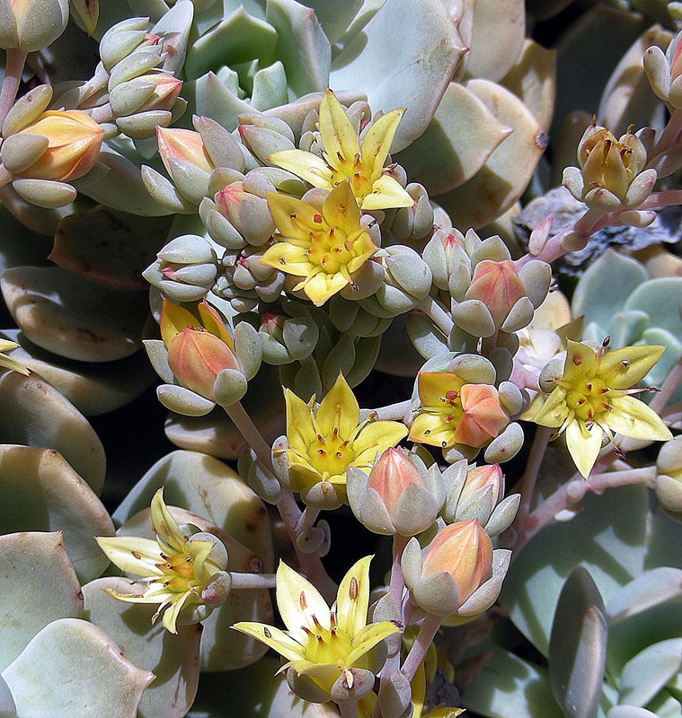 Echeveria Multicaulis