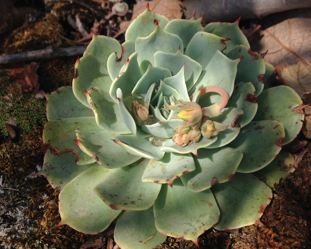 Echeveria Secunda