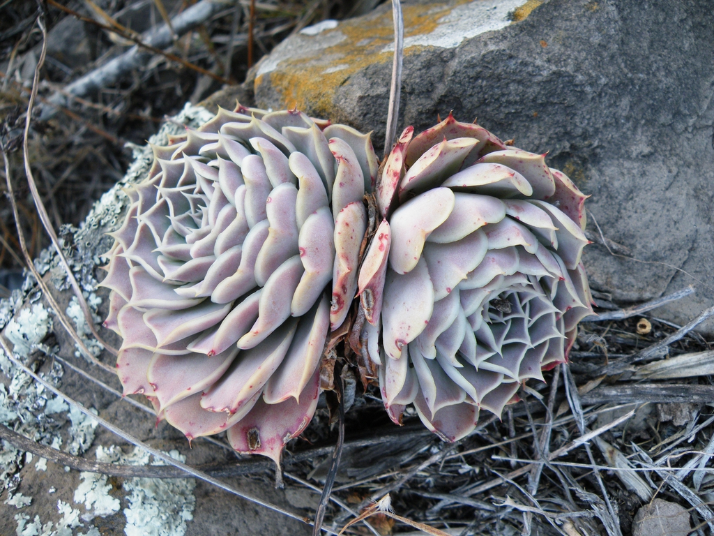 Echeveria Secunda