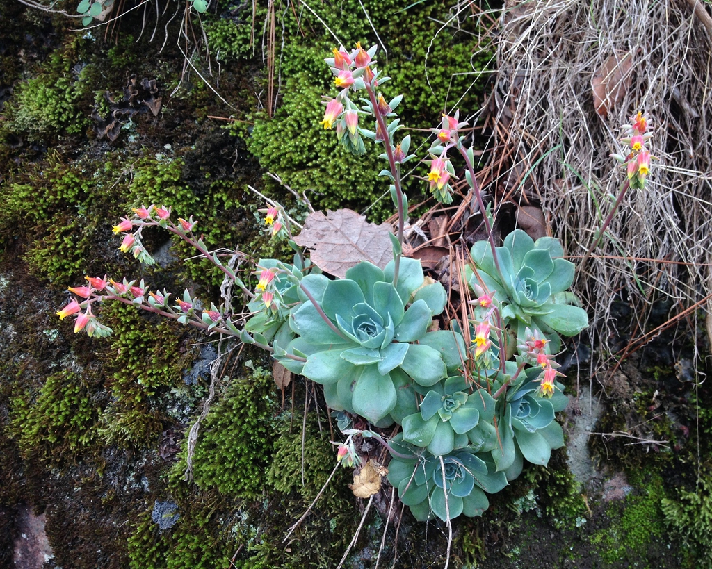Echeveria Secunda