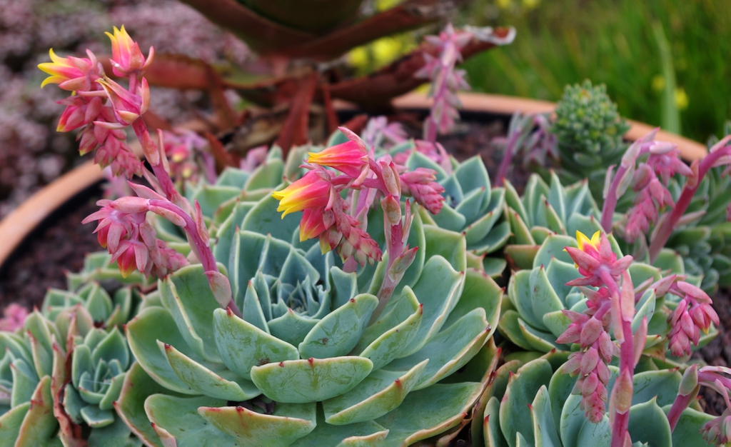 Echeveria Secunda