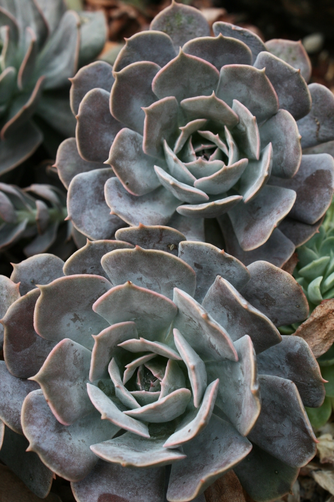 Echeveria Secunda
