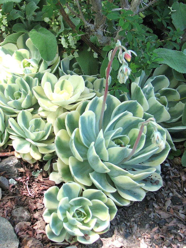Echeveria Secunda glauca 'Lenore Dean'