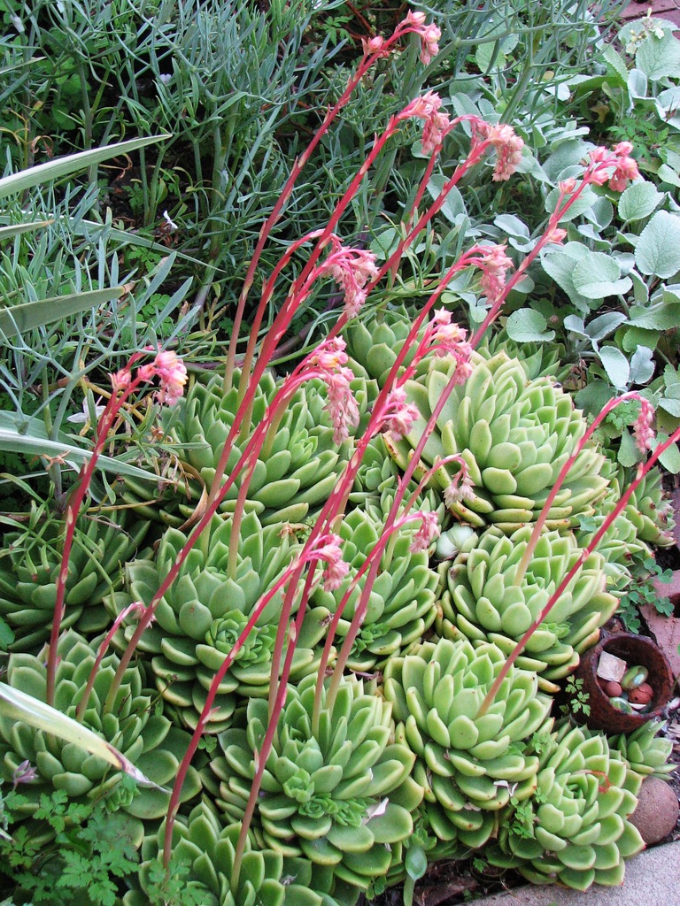 Form