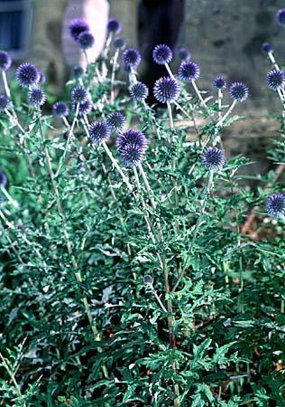 Echinops ritro