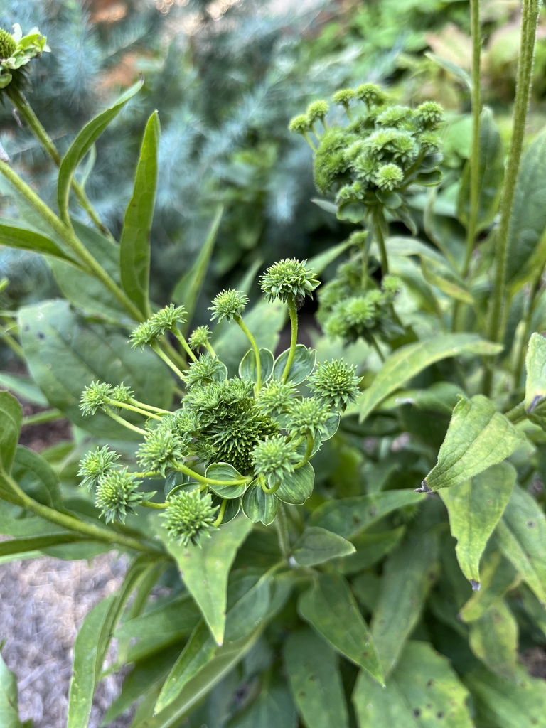 Plant making heads of heads but no flowers
