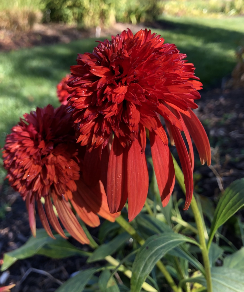 'Hot Papaya'