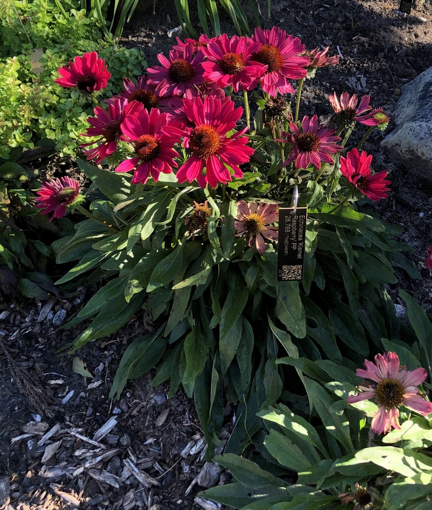 'Kismet Raspberry' Form - October - Wake Co., NC