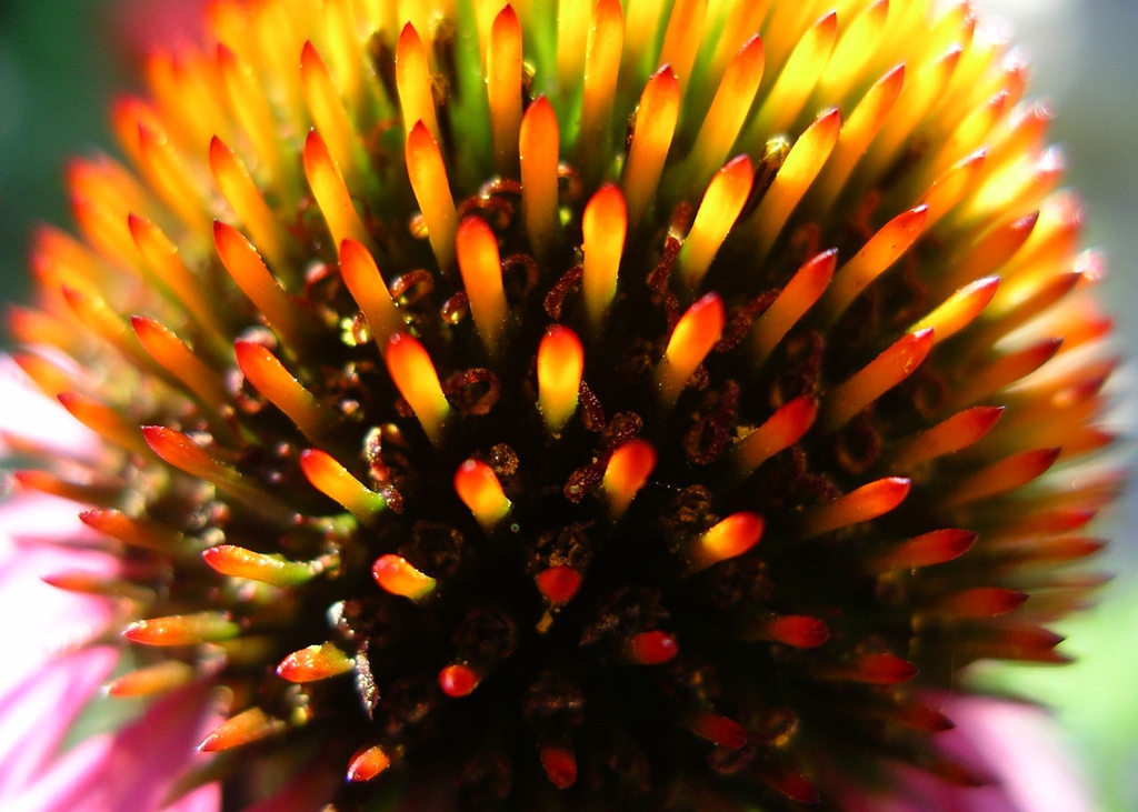 Disc flower close-up