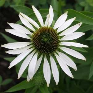 'Fragrant Angel'