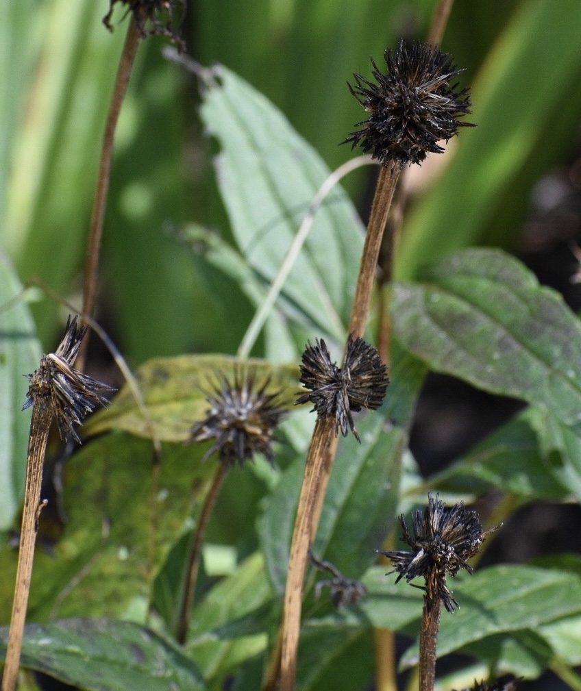 Seed Heads - Fall