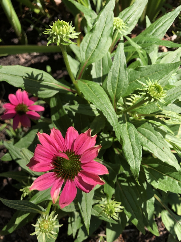 Echinacea purpurea 'PAS702917'