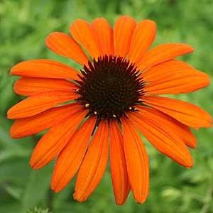 'Tiki Torch'