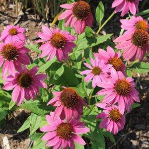 'PowWow® Wildberry'