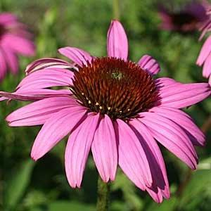'Ruby Star'