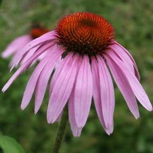 'Magnus'
