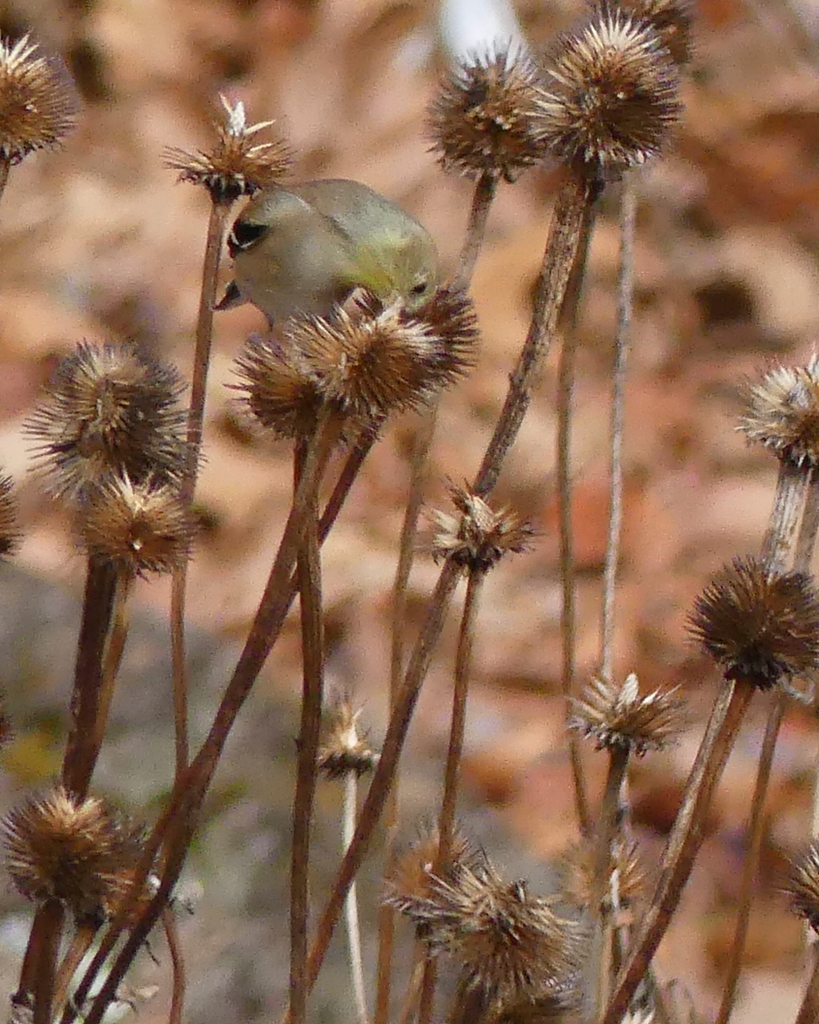 American goldfinch eating seeds - late fall (Haywood County, NC)