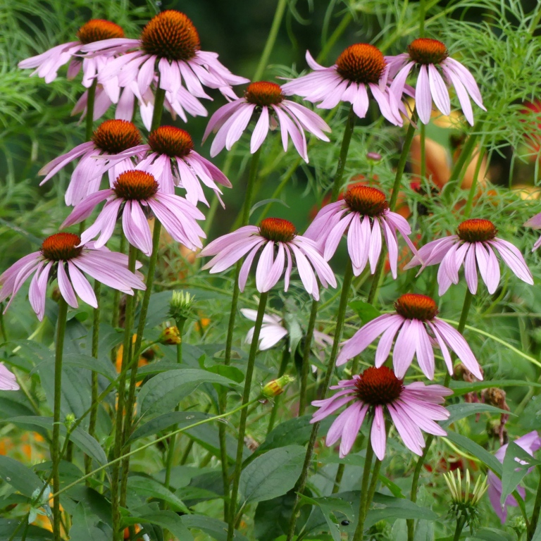 Blooms - early summer (Haywood County, NC)