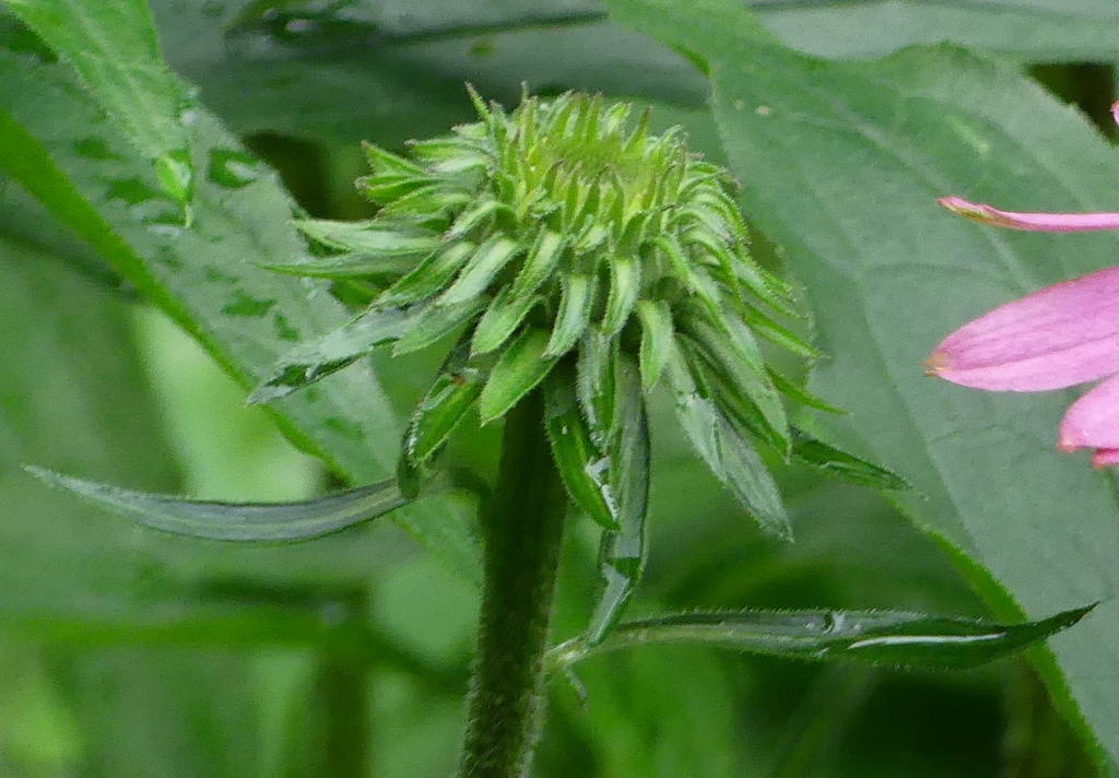 Flower bud - late spring (Haywood County, NC)