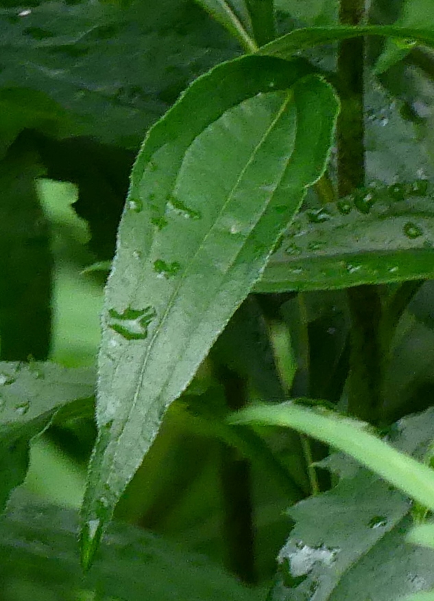 Leaf - late spring (Haywood County, NC)