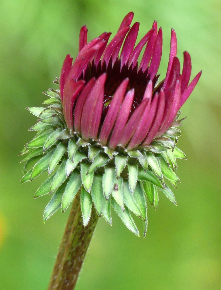 Opening blossom - midsummer (Haywood County, NC)