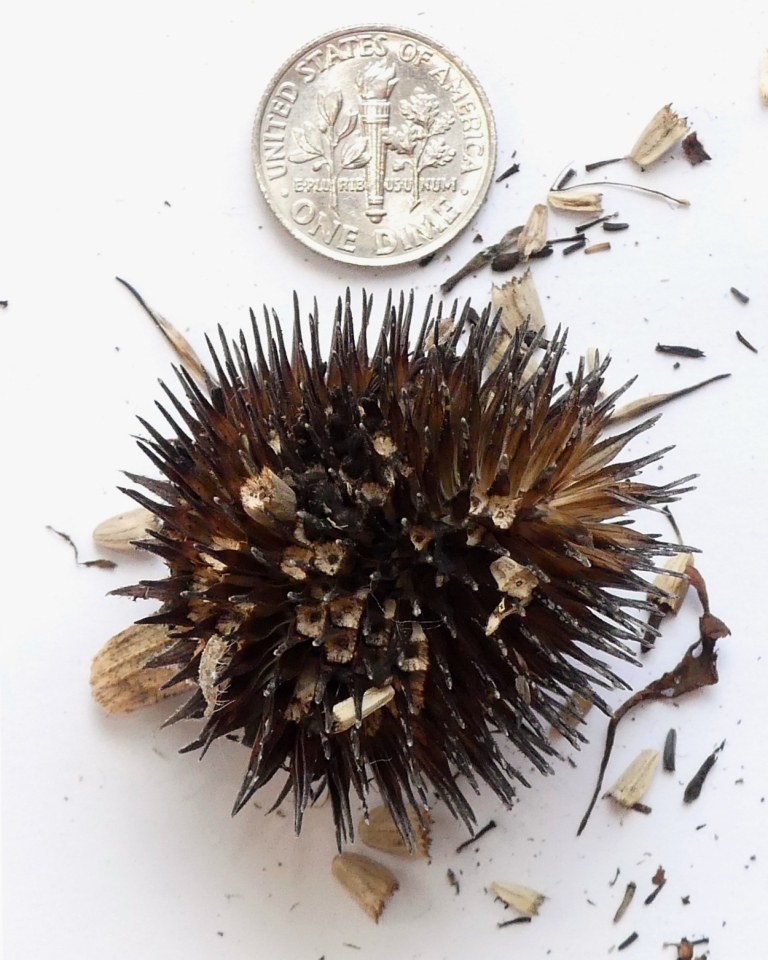 Dried seedhead & seeds